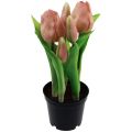 Floristik24 Kunstige tulipaner i potte Tulipaner Fersken kunstige blomster 22cm
