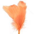 Floristik24 Dekorative fjer orange fuglefjer på pind 36cm 12stk