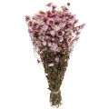 Floristik24 Halmblomster tørrede blomster hvid pink 20-35cm bundt 40g