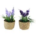 Floristik24 Kunstig hyacint i potte søgræs blå lilla 16/17cm 2stk