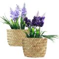 Floristik24 Kunstig hyacint i potte søgræs blå lilla 16/17cm 2stk