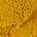 Achillea Natur Gelb Røllike