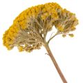 Achillea Natur Gelb Røllike