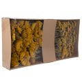 Achillea Natur Gelb Røllike
