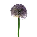 Floristik24 Allium 87 cm lavendel