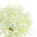 Floristik24 Allium creme hvid L76cm