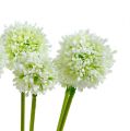 Floristik24 Allium 35cm hvid 6stk