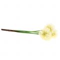 Floristik24 Ornamental Allium kunstig hvid 51 cm 4stk