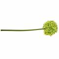 Floristik24 Prydløg Allium, silkeblomst, kunstig kugleløggrøn Ø20cm L72cm
