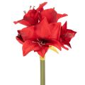 Floristik24 Kunstig rød amaryllisblomst med stilk, blomsterdekoration til jul, 50 cm