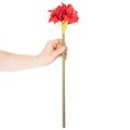 Kunstig rød amaryllisblomst med stilk, blomsterdekoration til jul, 50 cm | Floristik24.dk