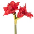 Kunstig rød amaryllisblomst med stilk, blomsterdekoration til jul, 50 cm | Floristik24.dk