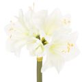 Floristik24 Kunstig amaryllisblomst, hvid, med stilk, advent og jul, 50 cm