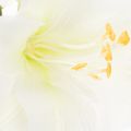 Kunstig amaryllisblomst, hvid, med stilk, advent og jul, 50 cm | Floristik24.dk