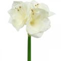 Floristik24 Kunstig blomst amaryllis hvid ridder stjerne juledekoration H40cm