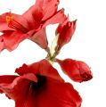 Floristik24 Amaryllis kunstig stor rød 96,5 cm