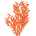 Floristik24 Tørrede aspargesblomster gren dekorativ asparges farvet 65 cm 80 g
