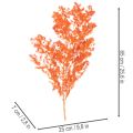 Tørrede aspargesblomster gren dekorativ asparges farvet 65 cm 80 g | Floristik24.dk