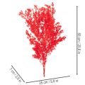 Tørrede aspargesbunker til blomsterarrangementer 65 cm 80 g | Floristik24.dk