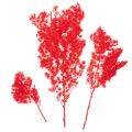 Tørrede aspargesbunker til blomsterarrangementer 65 cm 80 g | Floristik24.dk
