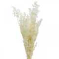 Floristik24 Asparges tør dekoration hvidt tørret prydgræs 80g