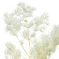 Floristik24 Asparges tør dekoration hvidt tørret prydgræs 80g