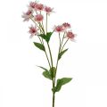 Floristik24 Stor Masterwort Kunstig Astrania Silkeblomst Hvid Pink L61cm
