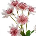 Floristik24 Stor Masterwort Kunstig Astrania Silkeblomst Hvid Pink L61cm