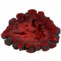 Floristik24 Dekorative frugtskiver Ata frugt rød 1kg