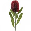 Floristik24 Kunstig blomst Banksia Rød Bourgogne Kunstig eksotik 64cm