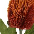 Floristik24 Kunstig blomst Banksia Orange Efterårsdekoration Begravelsesblomster 64cm