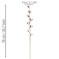 Kunstig bomuldsgren med 8 rigtige blomster, 78 cm | Floristik24.dk