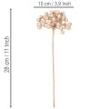 Kunstig bærgren, champagnefarvet dekoration, 28 cm, 3 stk. | Floristik24.dk