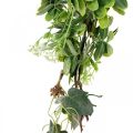 Floristik24 Bladguirlande dekoguirlande kunstplante grøn 180cm