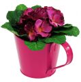 Floristik24 Blikplanter til plantning af lyserød Ø13cm H10-15cm