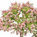 Floristik24 Allium kunstrosa 55cm