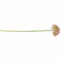 Floristik24 Allium kunstrosa 55cm