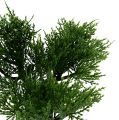 Floristik24 Bonsai-træ i en gryde H20cm