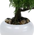 Floristik24 Bonsai-træ i en gryde H20cm
