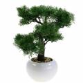 Floristik24 Kunstig bonsai-fyr i en gryde H36cm