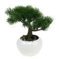 Floristik24 Bonsai-træ i en gryde 19 cm 1 stk