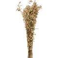 Floristik24 Tørret blomst skælvende græs naturlig Briza prydgræs 60cm 100g