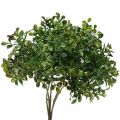 Floristik24 Boxwood gren grøn 27cm