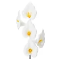 Floristik24 Kunstig calla med gul støvdrager, dekorative blomster, 35 cm, 10 stk.