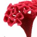 Floristik24 Celosia cristata hanekam rød 72cm