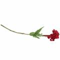 Floristik24 Celosia cristata hanekam rød 72cm