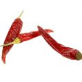 Floristik24 Chilisrød kort chili 250g