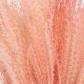 Floristik24 Kinesisk rør lys pink tørt græs Miscanthus H75cm 10p