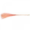 Floristik24 Kinesisk rør lys pink tørt græs Miscanthus H75cm 10p