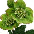 Floristik24 Julerose fastelavnsrose Hellebore kunstige blomster grøn L34cm 4stk